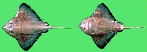 Bathyraja richardsoni_02.jpg